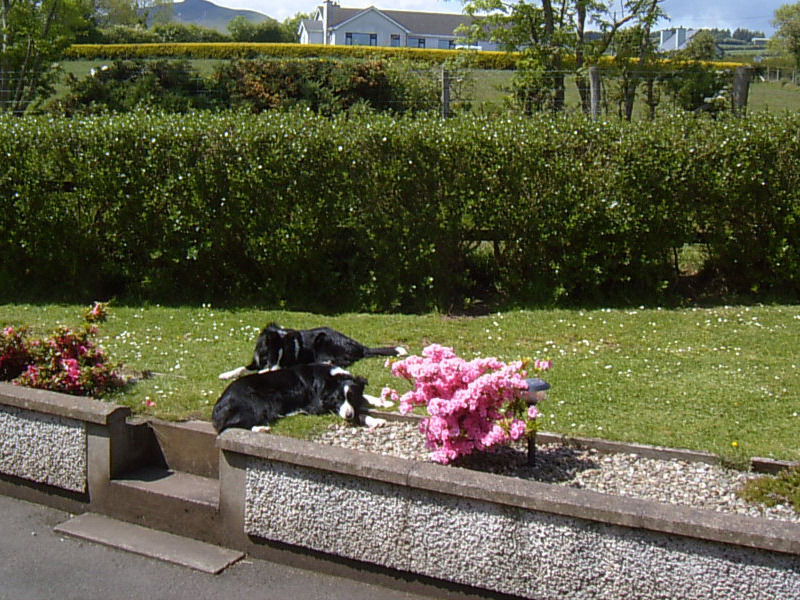 Bed and Breakfast Garron View Cushendall Zewnętrze zdjęcie